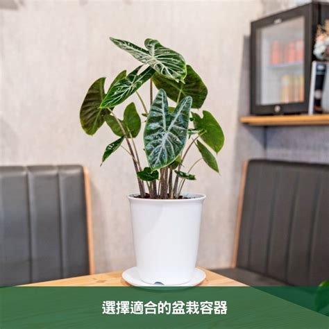 觀音蓮 品種|觀音蓮的品種：從美麗到珍稀的魅力之旅 – 植物盆栽綠寶典